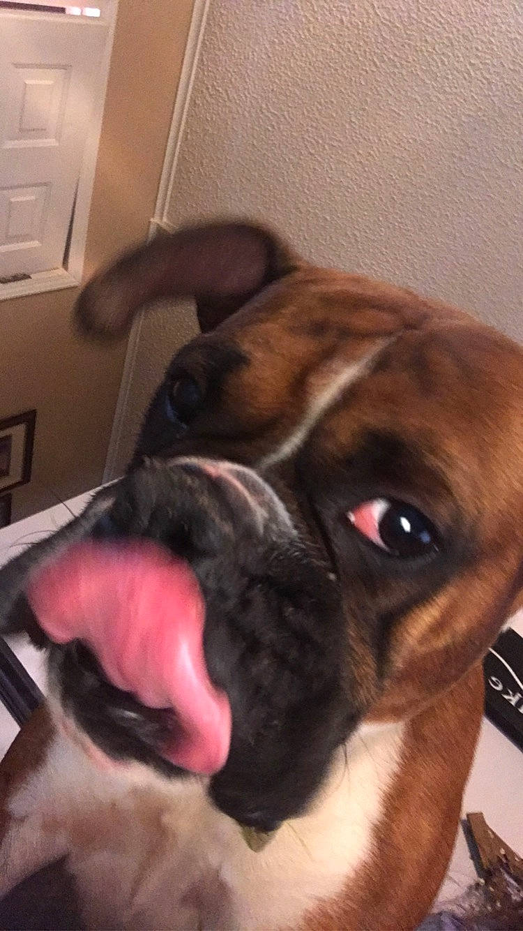 Louie joined the competition — help win amazing prizes! boxer, canidae, carnivore, close_up, companion_dog, dog, dog_breed, ear, eye, fawn, head, mammal, nose, organ, pug, puggle, puppy, snout, valley_bulldog, whiskers