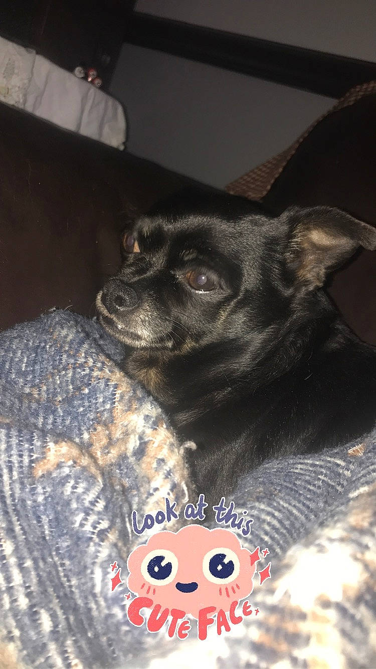 Lacy joined the competition — help win amazing prizes! canidae, carnivore, dog, dog_breed, fawn, puppy, snout, sporting_group