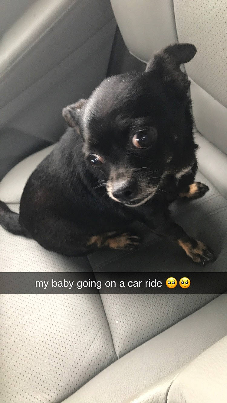 Lacy is registered to the contest to win money with this photo: black, canidae, carnivore, chihuahua, companion_dog, dog, dog_breed, ear, mammal, miniature_pinscher, non_sporting_group, photo_caption, puppy, snout, toy_dog