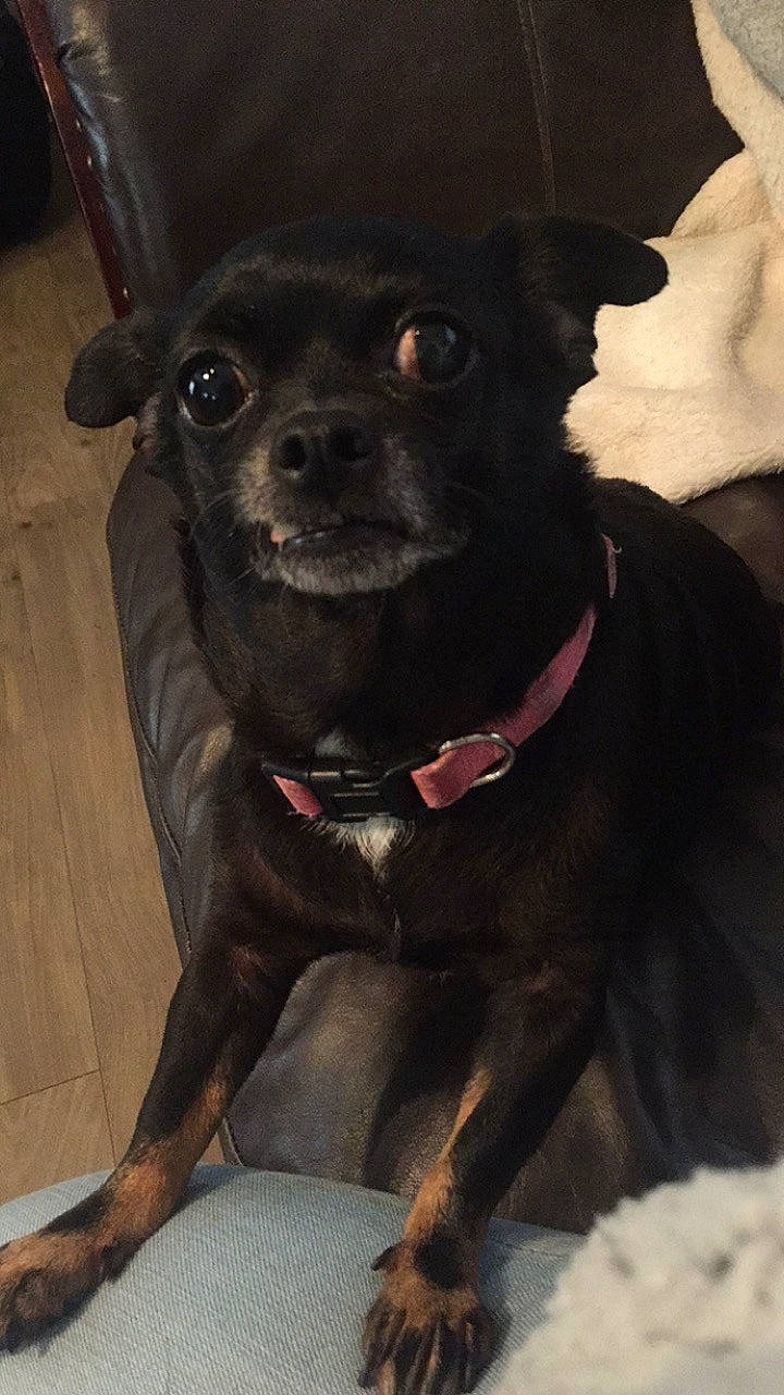 Lacy is registered to the contest to win money with this photo: canidae, carlin_pinscher, carnivore, chihuahua, companion_dog, dog, dog_breed, mammal, miniature_pinscher, prazsky_krysarik, puppy, rare_breed_dog, snout, sporting_group, toy_dog, vertebrate