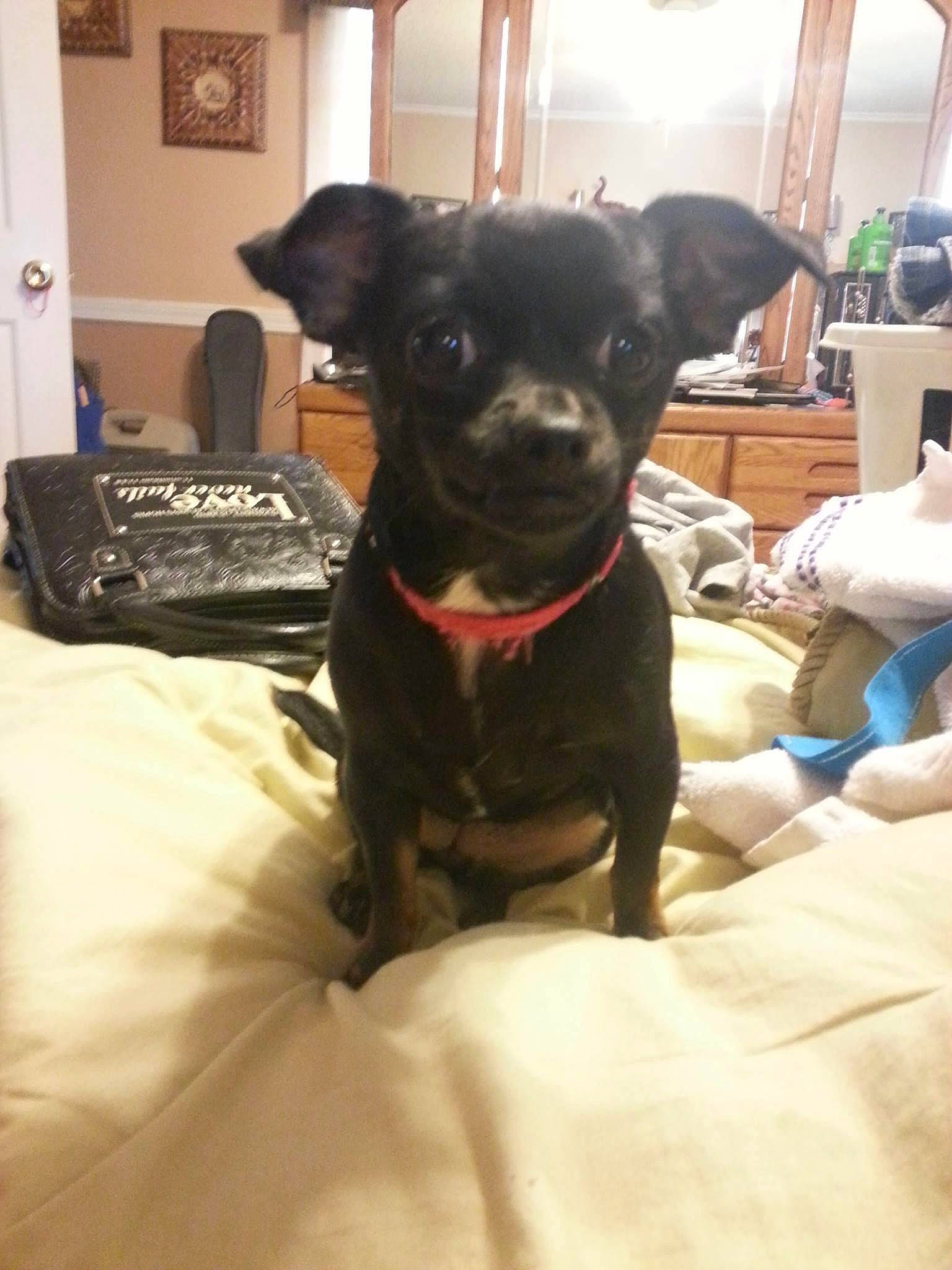 Lacy joined the competition — help win amazing prizes! canidae, carlin_pinscher, carnivore, chihuahua, companion_dog, dog, dog_breed, fawn, mammal, puppy, rare_breed_dog, snout, sporting_group, toy_dog