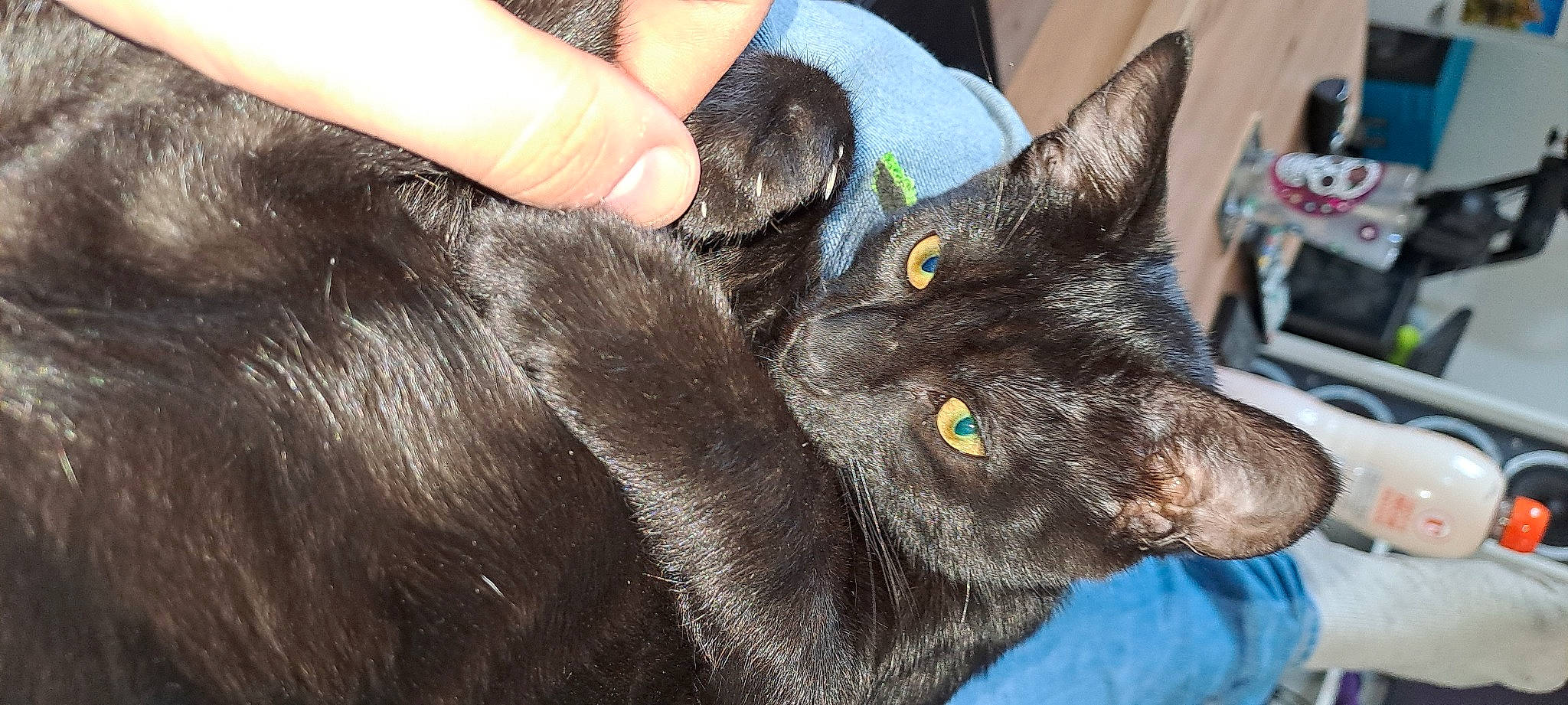 Plagg participe au concours pour gagner de l'argent avec cette photo : black_cat, carnivore, cat, claw, comfort, domestic_short_haired_cat, ear, electric_blue, felidae, fur, gesture, nail, paw, small_to_medium_sized_cats, thumb, whiskers