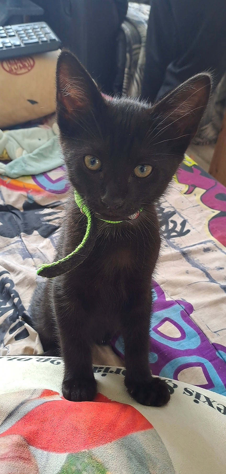 Plagg a rejoint le concours — aidez-le/la à gagner de superbes lots ! black_cat, bombay, carnivore, cat, claw, collar, domestic_short_haired_cat, felidae, fur, purple, small_to_medium_sized_cats, snout, tail, whiskers