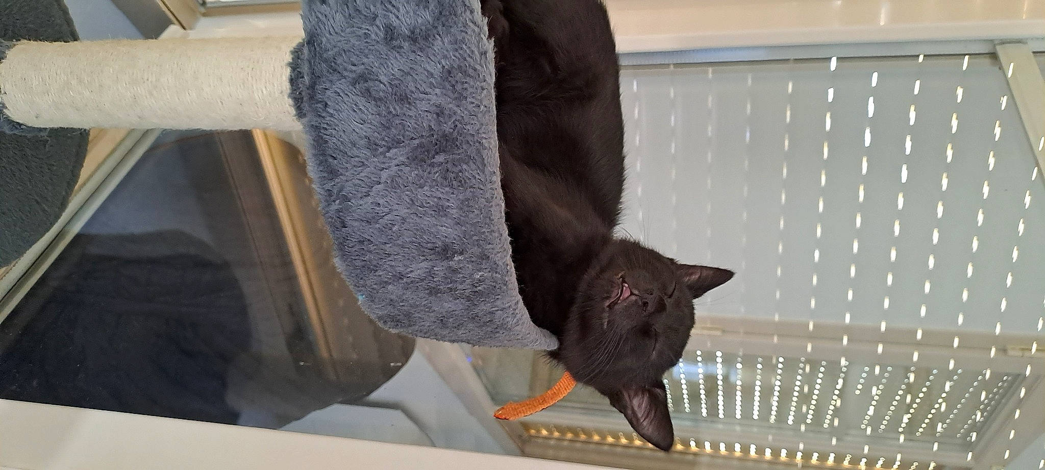 Trixx a rejoint le concours — aidez-le/la à gagner de superbes lots ! black_cat, bombay, carnivore, cat, cat_supply, claw, comfort, domestic_short_haired_cat, felidae, flooring, fur, human_leg, linens, room, small_to_medium_sized_cats, tail, whiskers, window, wood