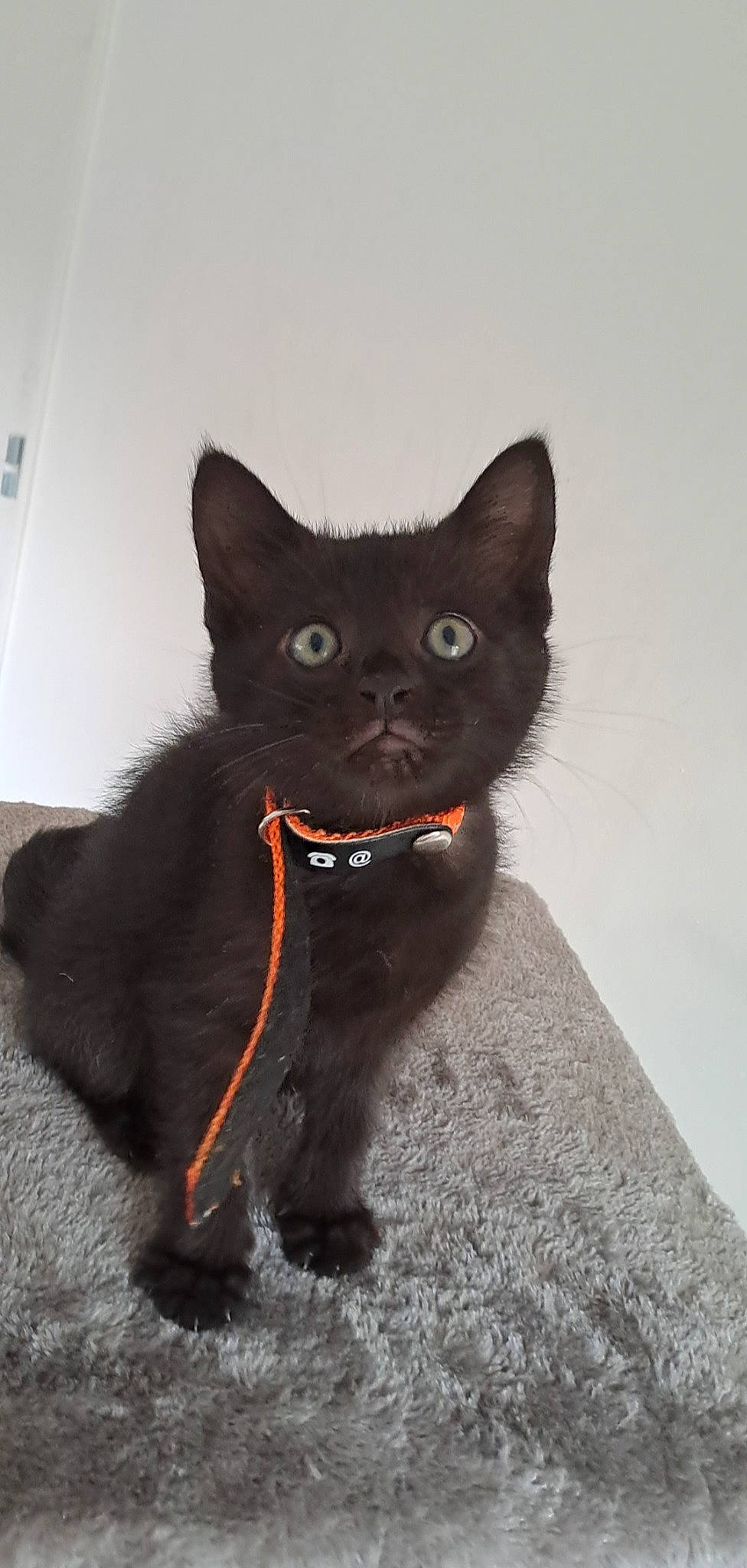 Trixx participe au concours pour gagner de l'argent avec cette photo : black_cat, bombay, canidae, carnivore, cat, claw, collar, dog_breed, domestic_short_haired_cat, felidae, fur, grey, paw, russian_blue, small_to_medium_sized_cats, snout, tail, terrestrial_animal, whiskers, window