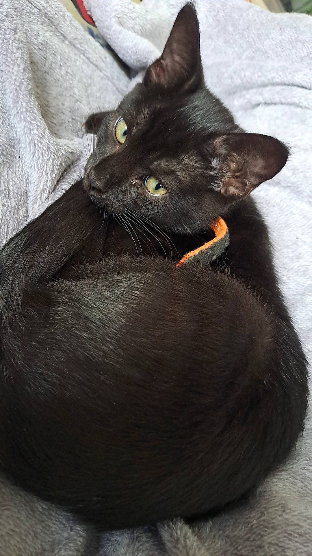 Trixx participe au concours pour gagner de l'argent avec cette photo : black_cat, bombay, carnivore, cat, cat_supply, claw, comfort, domestic_short_haired_cat, eye, felidae, fur, grey, havana_brown, small_to_medium_sized_cats, snout, tail, terrestrial_animal, whiskers