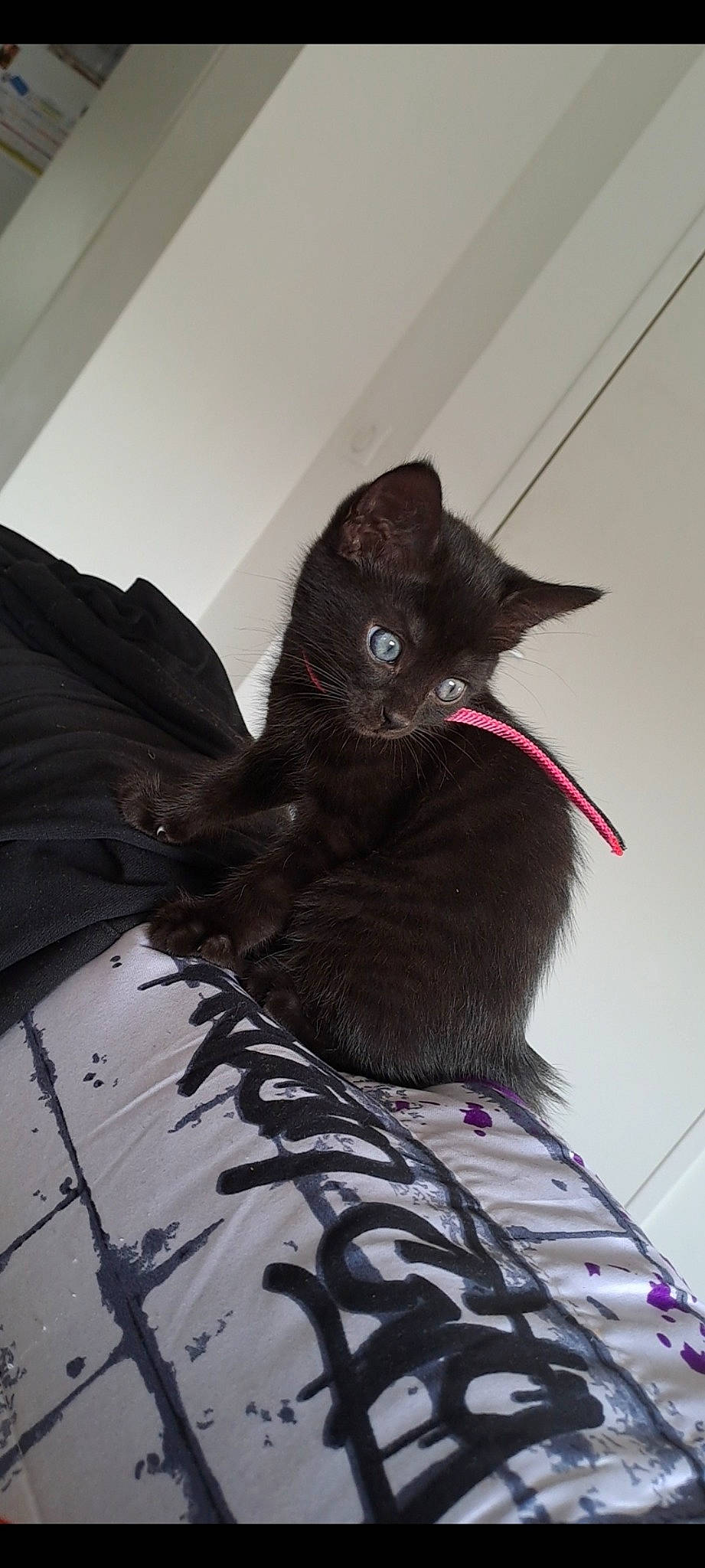 Tikki a rejoint le concours — aidez-le/la à gagner de superbes lots ! black_cat, bombay, carmine, carnivore, cat, comfort, domestic_short_haired_cat, felidae, fur, grey, havana_brown, magenta, sitting, small_to_medium_sized_cats, snout, stairs, tail, whiskers