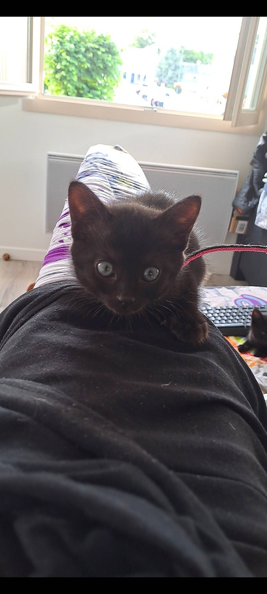 Tikki a rejoint le concours — aidez-le/la à gagner de superbes lots ! black_cat, bombay, carnivore, cat, cat_supply, comfort, domestic_short_haired_cat, fawn, felidae, fur, grey, havana_brown, linens, purple, room, small_to_medium_sized_cats, snout, tail, whiskers, window