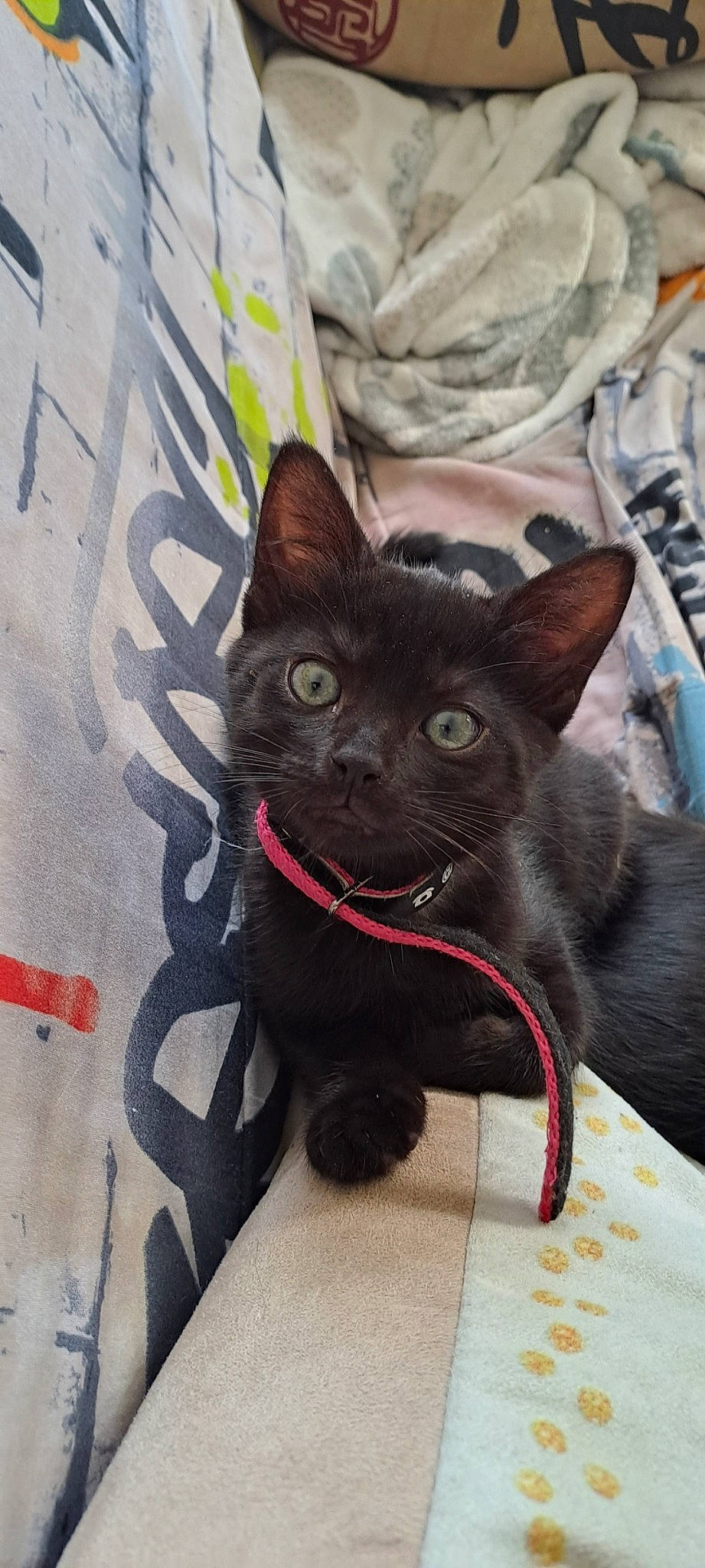 Tikki participe au concours pour gagner de l'argent avec cette photo : black_cat, bombay, carmine, carnivore, cat, collar, comfort, domestic_short_haired_cat, felidae, fur, grey, havana_brown, pet_supply, small_to_medium_sized_cats, snout, tail, whiskers