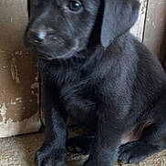 Aboby a rejoint le concours — aidez-le/la à gagner de superbes lots ! puppy, dog, black_dog, young_animal, pet, sitting, indoor, floor, wooden_wall, curious, cute, animal, furry, small, closeup, portrait, canine, domestic_animal, young, shy