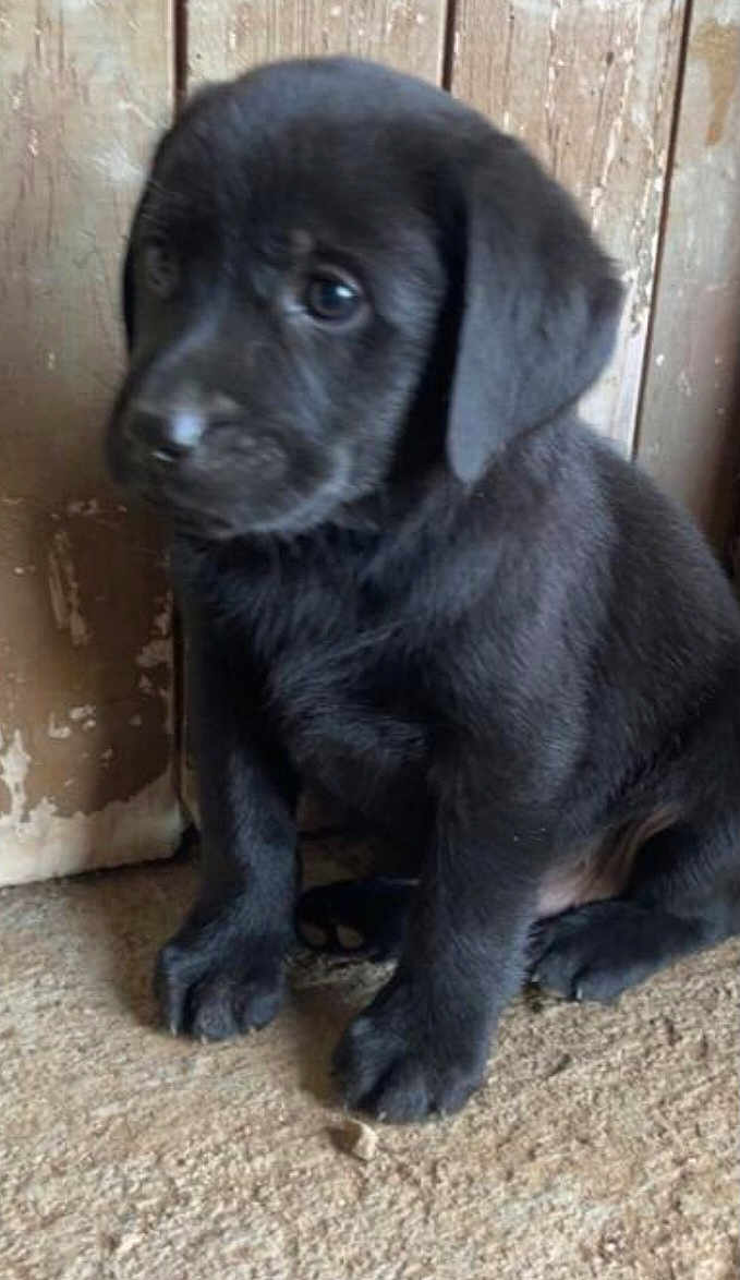 Aboby a rejoint le concours — aidez-le/la à gagner de superbes lots ! puppy, dog, black_dog, young_animal, pet, sitting, indoor, floor, wooden_wall, curious, cute, animal, furry, small, closeup, portrait, canine, domestic_animal, young, shy