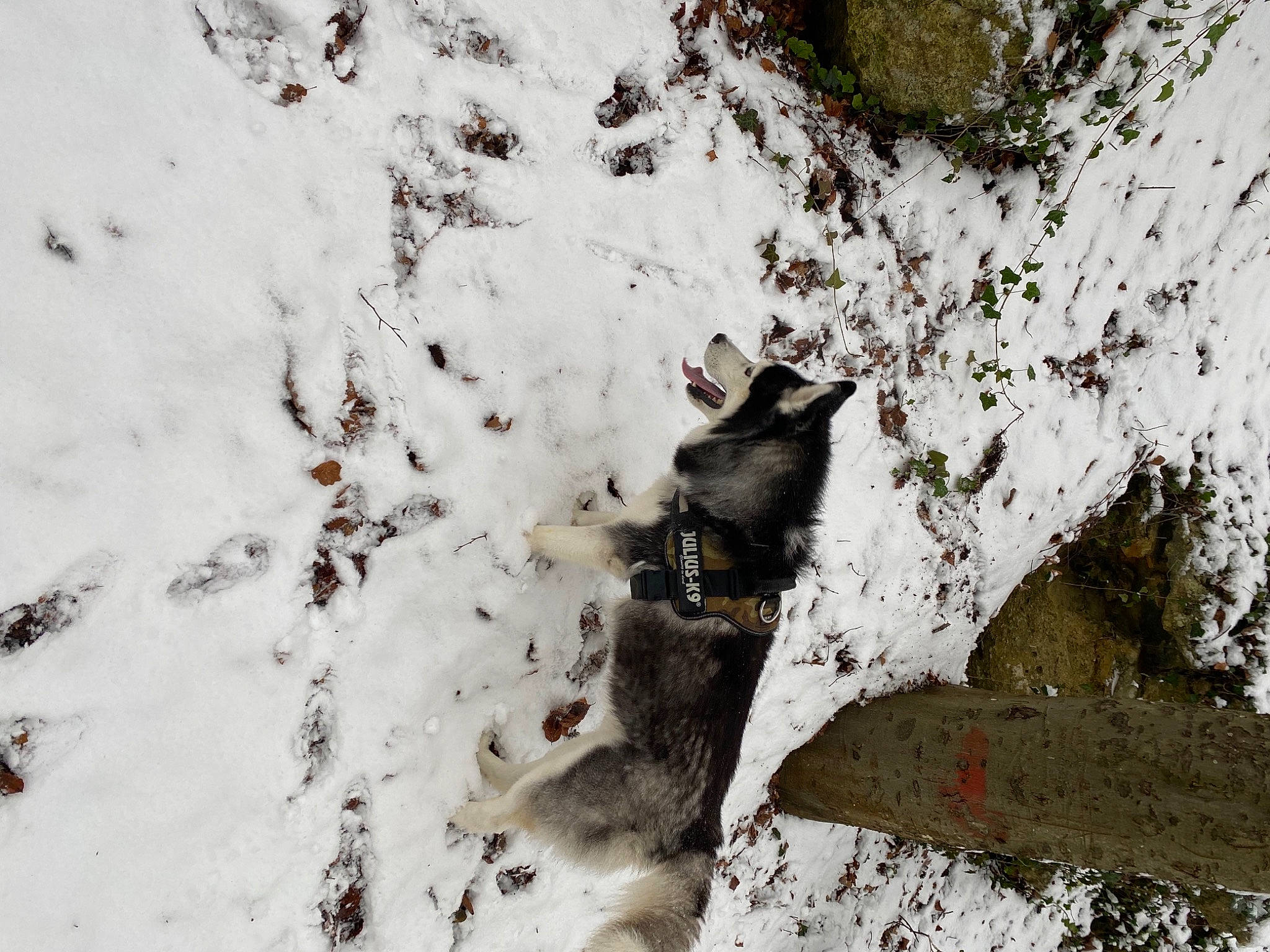 Mistral a rejoint le concours — aidez-le/la à gagner de superbes lots ! branch, canidae, carnivore, cat, felidae, freezing, frost, fur, geological_phenomenon, grass, plant, small_to_medium_sized_cats, snow, tail, tree, trunk, twig, whiskers, winter, wood