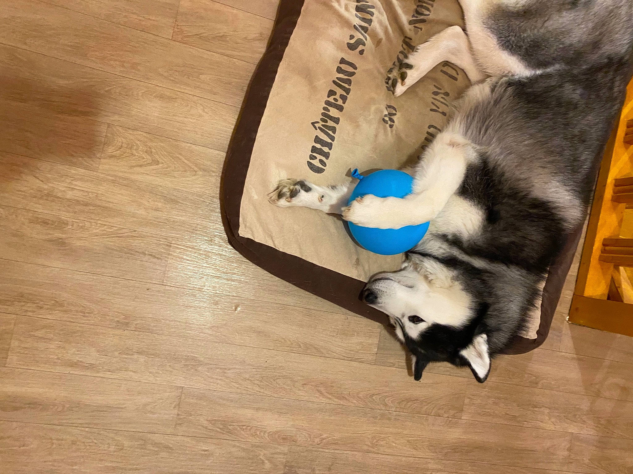 Mistral a rejoint le concours — aidez-le/la à gagner de superbes lots ! canidae, carnivore, cat, comfort, dog_breed, domestic_short_haired_cat, electric_blue, fawn, felidae, ferret, flooring, fur, hardwood, linens, mustelidae, paw, small_to_medium_sized_cats, tail, whiskers, wood