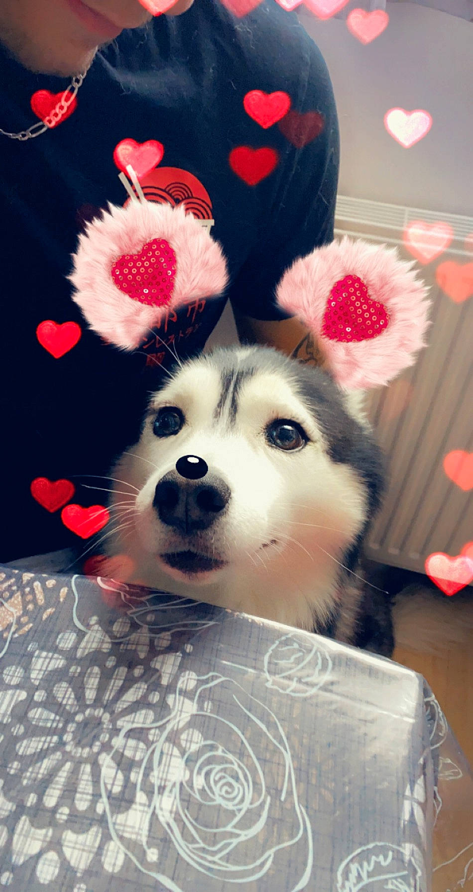 Mistral a rejoint le concours — aidez-le/la à gagner de superbes lots ! carmine, carnivore, companion_dog, dog, dog_breed, fawn, flooring, flower, fur, happy, petal, pink, plant, red, snout, stuffed_toy, textile, toy, whiskers, working_animal