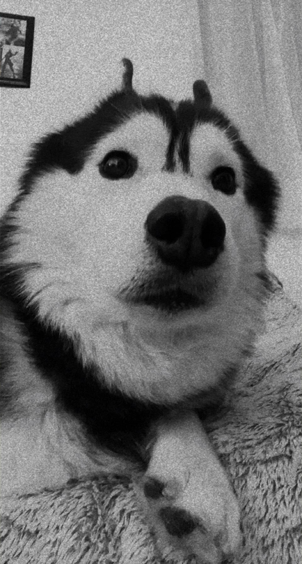 Mistral participe au concours pour gagner de l'argent avec cette photo : art, bear, black_and_white, canidae, carnivore, dog_breed, drawing, fur, grey, illustration, monochrome, monochrome_photography, natural_material, panda, snout, style, terrestrial_animal, toy, whiskers, wildlife