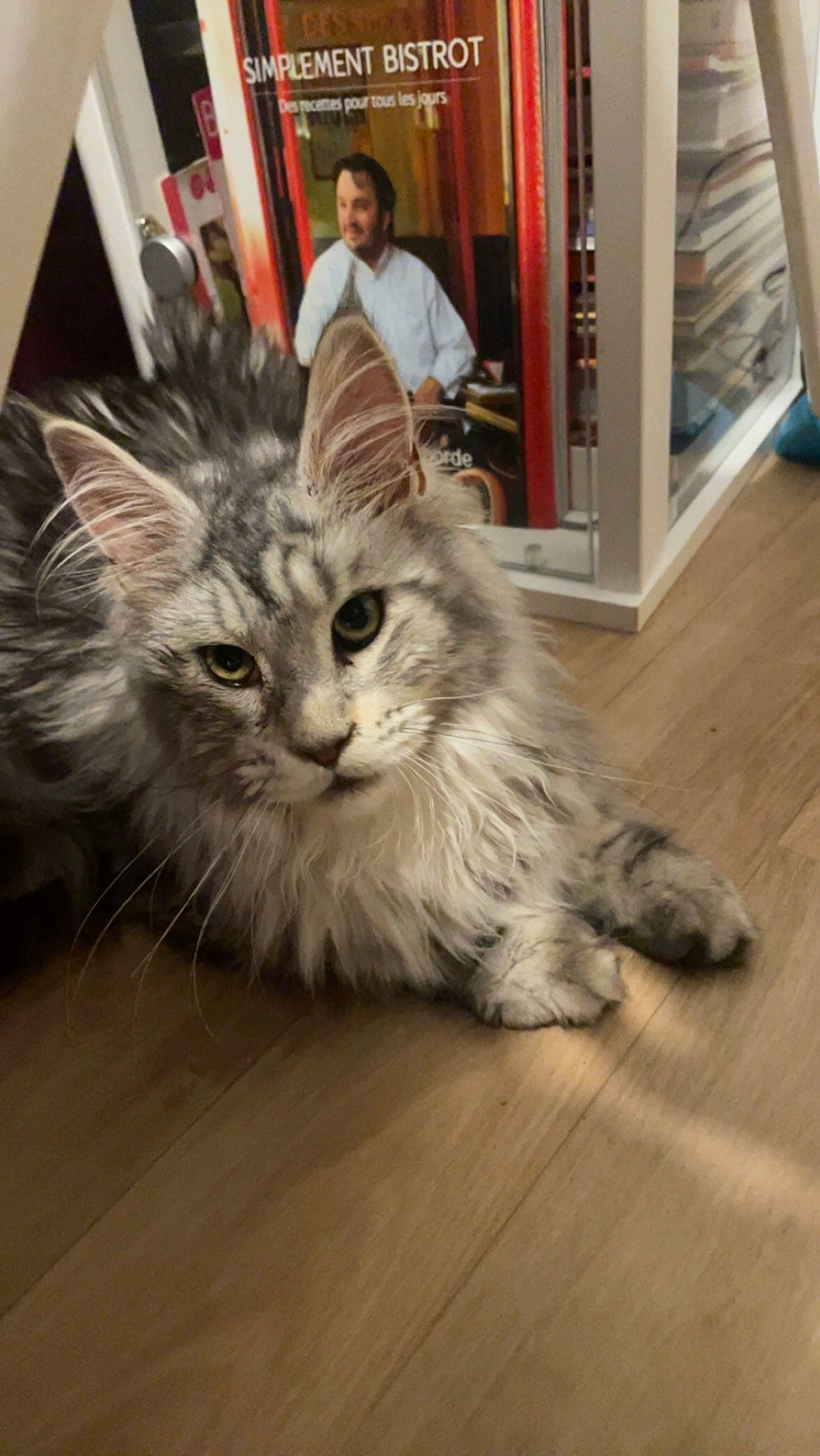 Tina a rejoint le concours — aidez-le/la à gagner de superbes lots ! carnivore, cat, claw, domestic_short_haired_cat, felidae, floor, flooring, fur, hardwood, laminate_flooring, maine_coon, paw, shelf, small_to_medium_sized_cats, snout, tail, terrestrial_animal, whiskers, wood, wood_flooring