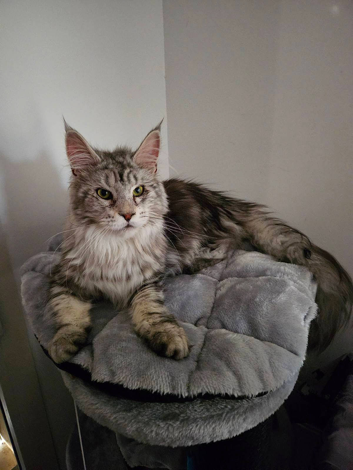 Tina participe au concours pour gagner de l'argent avec cette photo : carnivore, cat, cat_supply, claw, comfort, domestic_short_haired_cat, drawer, felidae, fur, maine_coon, paw, sitting, small_to_medium_sized_cats, tail, whiskers, window