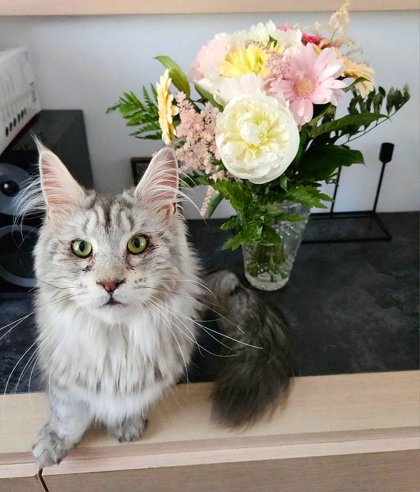 Tina participe au concours pour gagner de l'argent avec cette photo : artifact, artificial_flower, bouquet, carnivore, cat, cut_flowers, felidae, flower, flower_arranging, flowerpot, fur, houseplant, petal, plant, rose, small_to_medium_sized_cats, tail, vase, whiskers, window