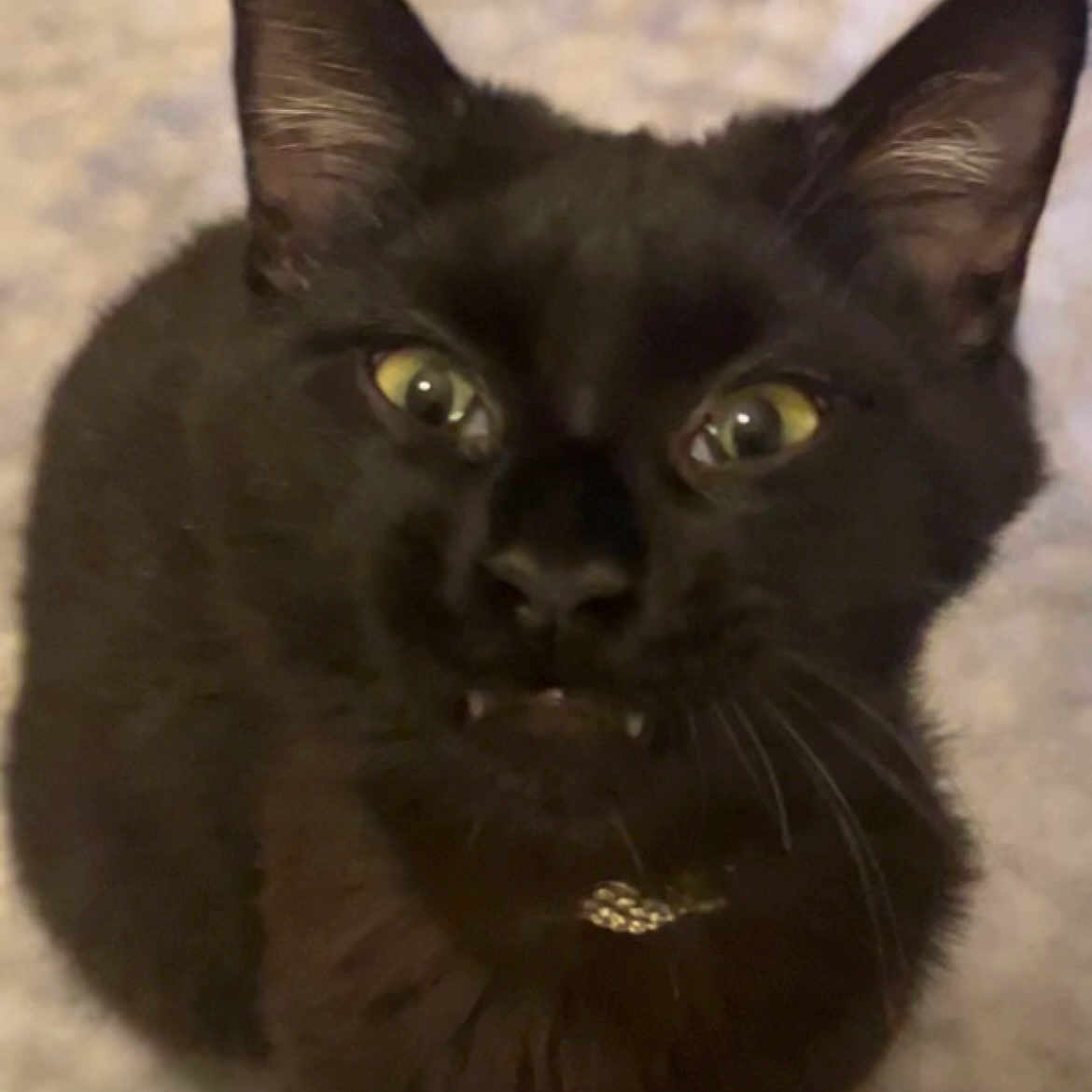 Simbouche