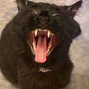 Simbouche a rejoint le concours — aidez-le/la à gagner de superbes lots ! cat, black_cat, fluffy, feline, yawning, open_mouth, teeth, fangs, tongue, whiskers, ears, fur, collar, indoor, blanket, close_up, portrait, funny, sleepy, pet