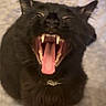 cat, black_cat, fluffy, feline, yawning, open_mouth, teeth, fangs, tongue, whiskers, ears, fur, collar, indoor, blanket, close_up, portrait, funny, sleepy, pet