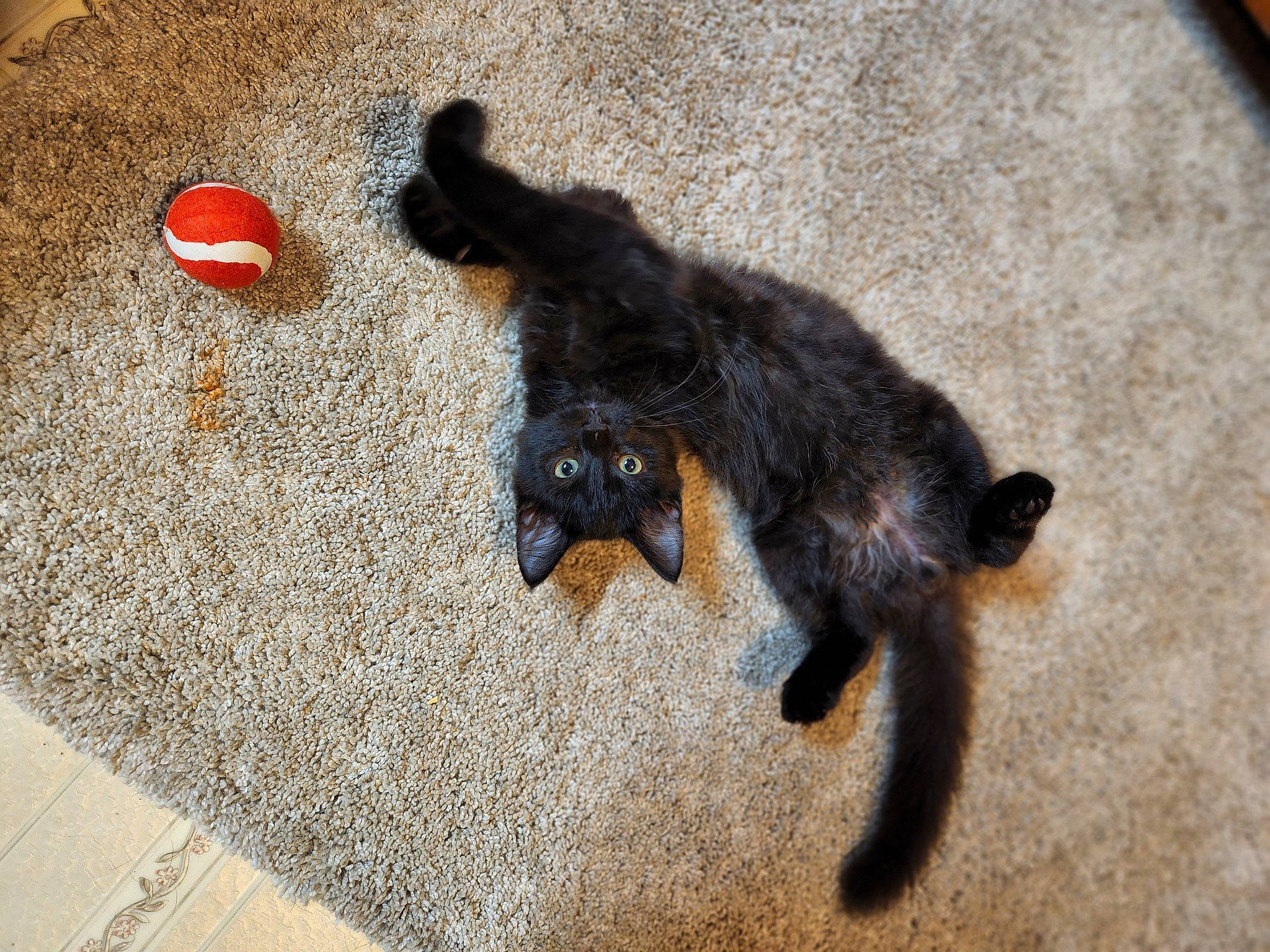 Freddy is registered to the contest to win money with this photo: asphalt, black_cat, bombay, carnivore, cat, cat_toy, dog_breed, domestic_short_haired_cat, felidae, flooring, fur, paw, road_surface, sand, shadow, small_to_medium_sized_cats, snout, tail, vertebrate, whiskers