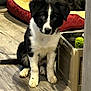 Rose joined the competition — help win amazing prizes! puppy, dog, black_and_white, sitting, floor, wooden_floor, crate, toy, green_ball, dog_bed, red_bed, yellow_bed, indoor, pet, cute, animal, young_dog, fur, ears, tail
