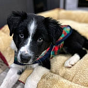 Rose is registered to the contest to win money with this photo: puppy, dog, black_and_white, plaid_jacket, pet_bed, indoor, cute, young_dog, fur, animal, pet, canine, resting, fluffy, adorable, portrait, domestic_animal, eyes, soft, cozy