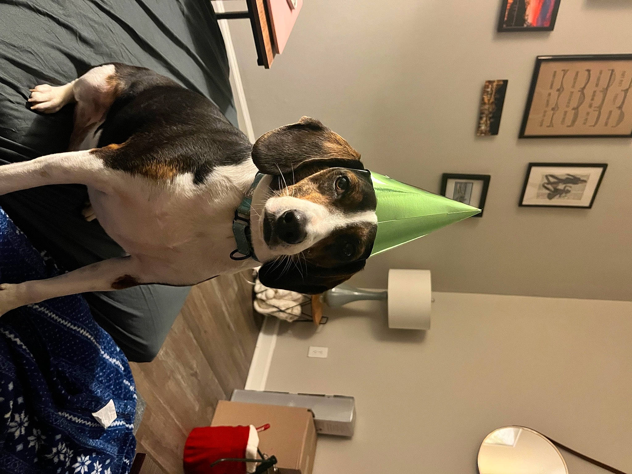 Wave is registered to the contest to win money with this photo: art, canidae, carnivore, ceiling, comfort, companion_dog, dog, dog_breed, elbow, eyewear, fawn, flooring, fun, fur, personal_protective_equipment, picture_frame, room, snout, sporting_group, working_animal