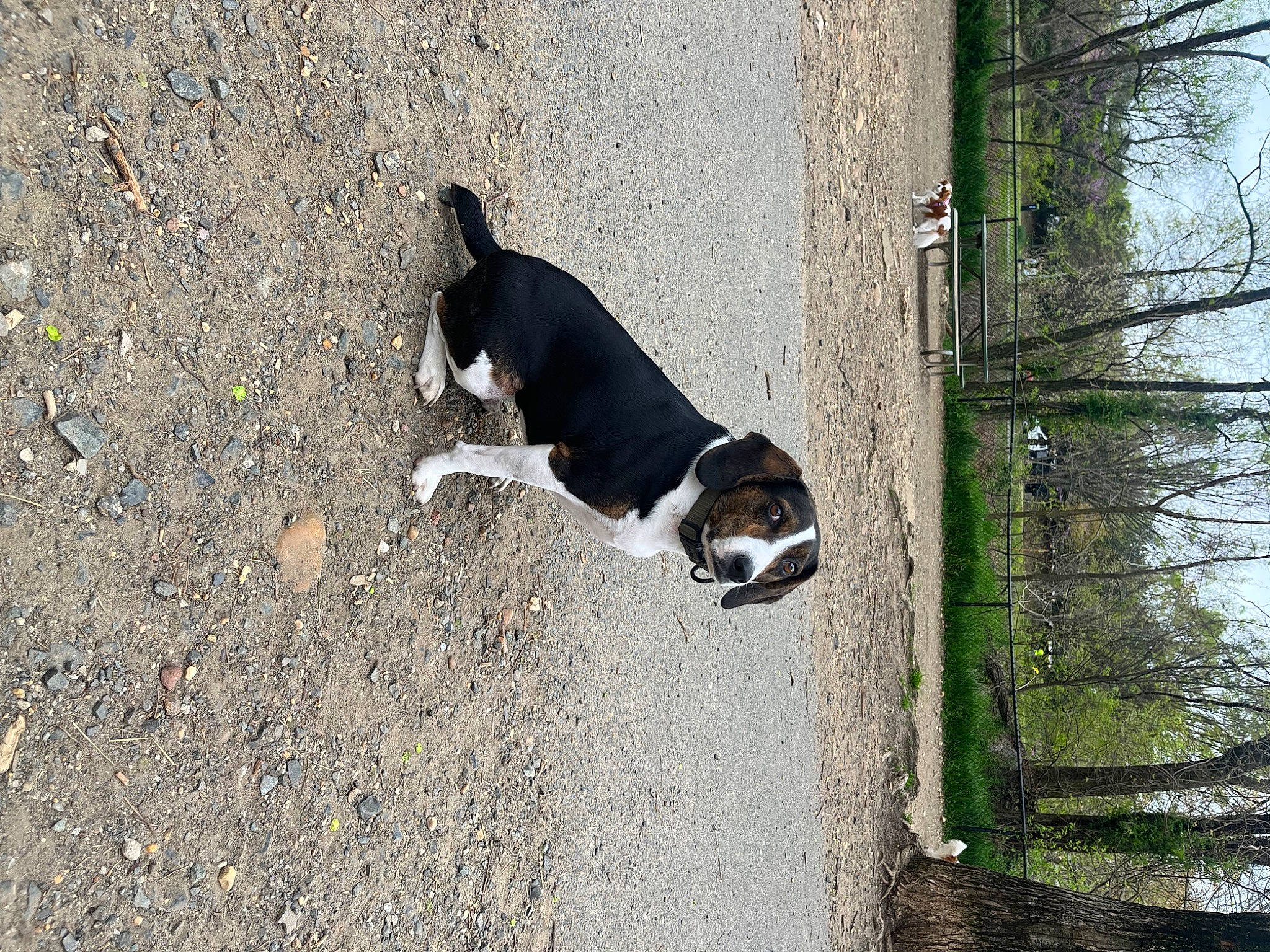 Wave joined the competition — help win amazing prizes! asphalt, beagle, beagle_harrier, canidae, carnivore, companion_dog, dog, dog_breed, fawn, finnish_hound, grass, hound, pet_supply, plant, road_surface, scent_hound, snout, sporting_group, tail, tree