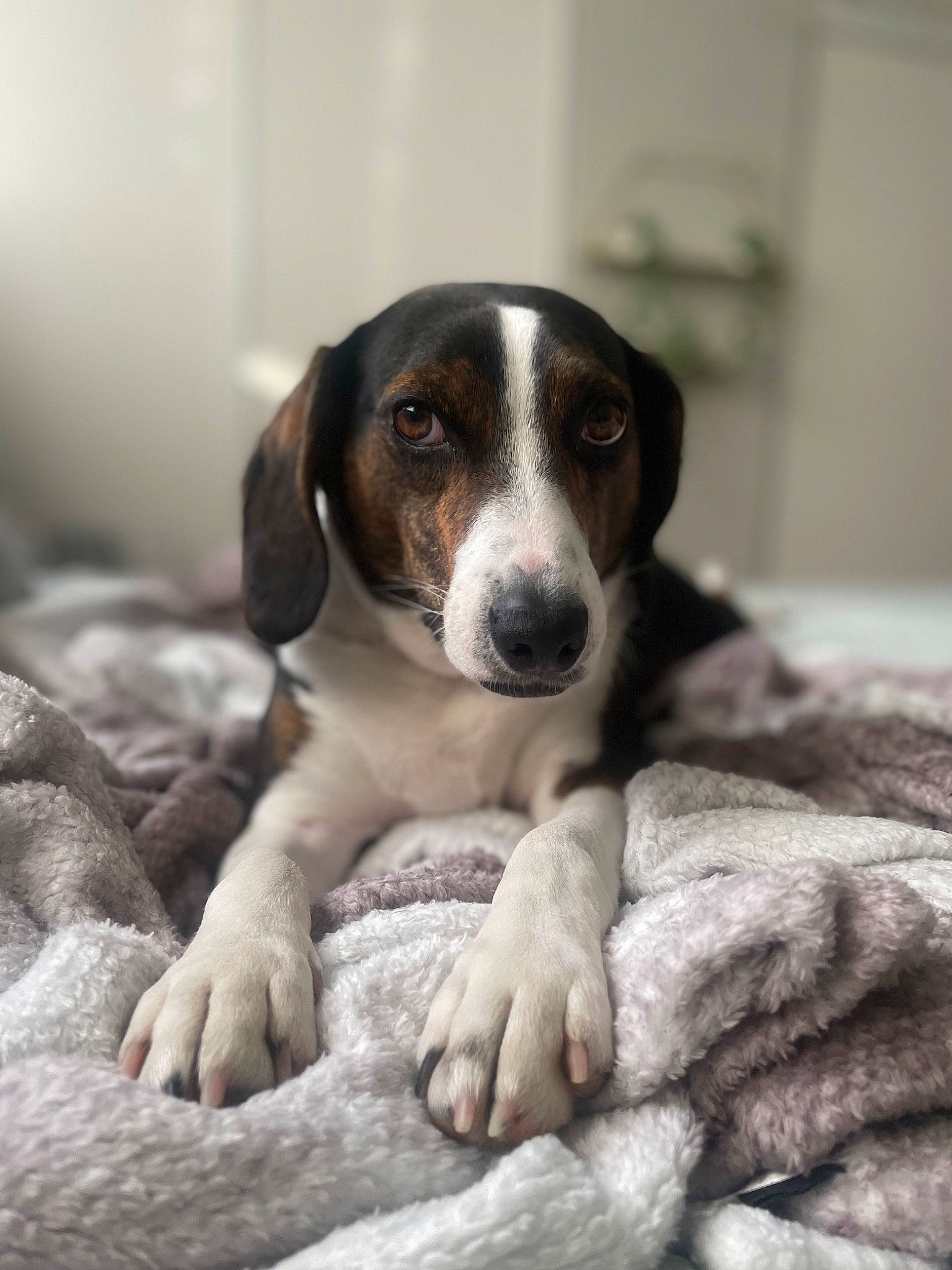 Wave joined the competition — help win amazing prizes! ball, bored, carnivore, comfort, companion_dog, dog, dog_breed, gun_dog, paw, scent_hound, snout, terrestrial_animal, whiskers, working_animal