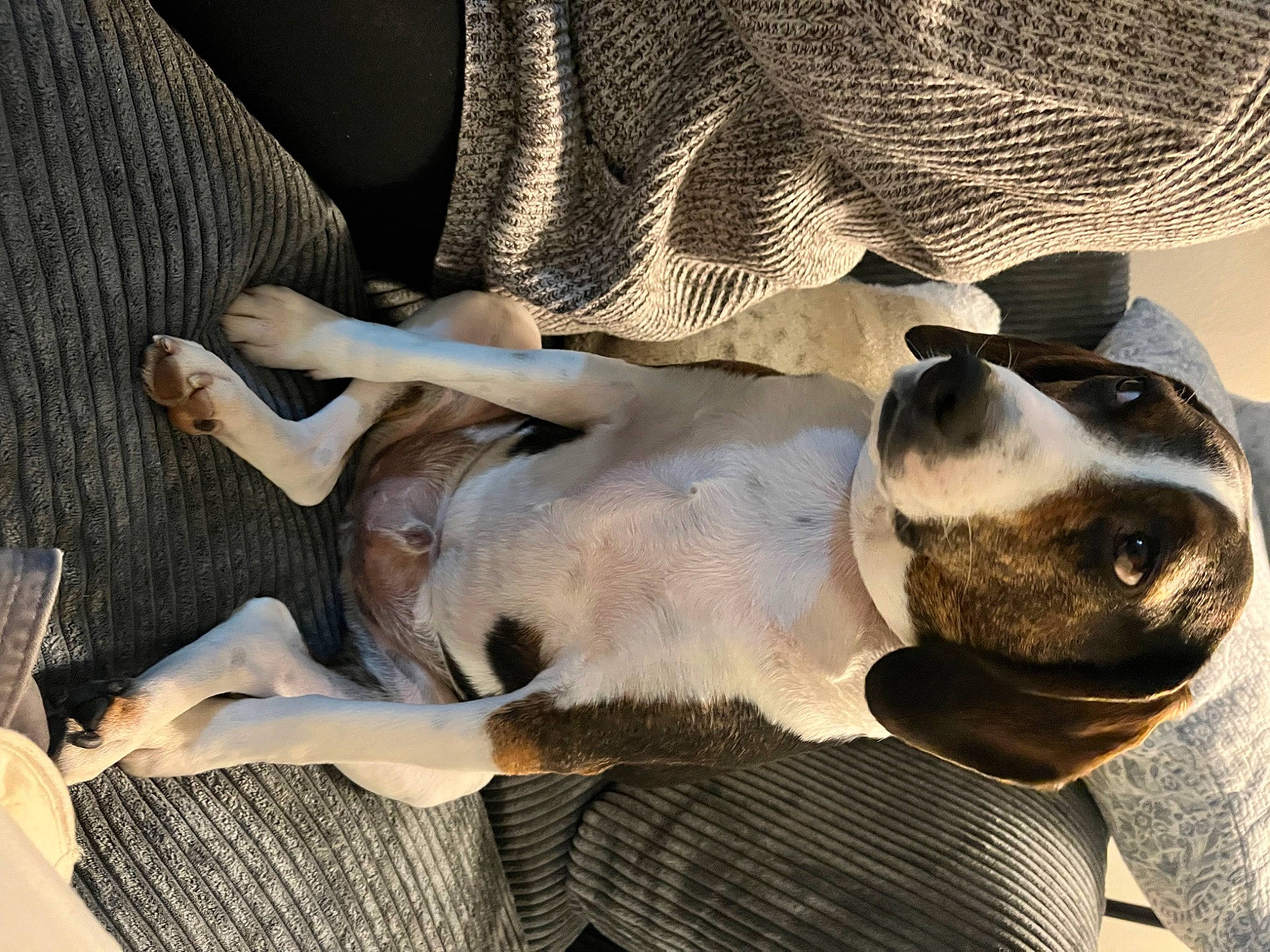 Wave joined the competition — help win amazing prizes! canidae, carnivore, comfort, companion_dog, dog, dog_breed, dog_collar, fawn, fur, nap, paw, sporting_group, sunglasses, terrestrial_animal, whiskers, window, working_animal