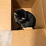 animal, black, box, brown, cardboard_box, cat, cozy, curious, cute, domestic_cat, feline, fur, indoor, looking, pet, sitting, striped, tabby, whiskers, wood_floor