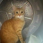 Dapper is registered to the contest to win money with this photo: animal, background, cat, close_up, curious, cute, drum, fur, ginger_cat, indoor, inside, looking, metal, orange, pet, sitting, tabby, texture, whiskers, wide_eyes