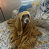 dog, blanket, bedspread, plush_toy, blue_bird, window_blinds, indoor, cozy, knitted, floral_pattern, pet, animal, resting, curious, furniture, soft_light, home, comfort, fabric, cute