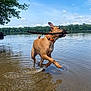 animal, blue_sky, brown_dog, canine, clouds, collar, daytime, dog, lake, nature, outdoor, playful, recreation, running, sky, splashing, stick, summer, trees, water