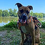 Lana is registered to the contest to win money with this photo: animal, blue_sky, brown_dog, canine, daylight, dog, grass, greenery, happy, harness, leash, nature, outdoor, park, pet, river, sitting, tongue_out, trees, water
