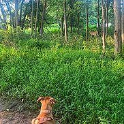 Lana is registered to the contest to win money with this photo: animal, canine, curious, daylight, deer, dog, forest, grass, greenery, harness, leash, mammal, nature, outdoor, path, scenery, sunlight, trees, wildlife, woods