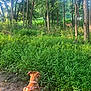 animal, canine, curious, daylight, deer, dog, forest, grass, greenery, harness, leash, mammal, nature, outdoor, path, scenery, sunlight, trees, wildlife, woods