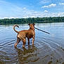 Lana is registered to the contest to win money with this photo: animal, brown_dog, canine, clouds, collar, daytime, dog, lake, landscape, nature, outdoor, pet, playful, reflection, shallow_water, sky, standing, stick, trees, water