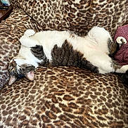 Tyson joined the competition — help win amazing prizes! animal, blanket, brown, cat, cozy, cute, domestic_cat, fur, indoor, leopard_print, nap, paws, pet, relaxed, resting, sleeping, soft, tabby, whiskers, white