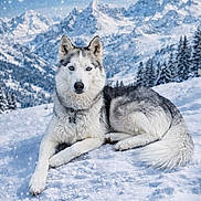 Laya a rejoint le concours — aidez-le/la à gagner de superbes lots ! husky, dog, snow, mountain, winter, landscape, animal, canine, outdoor, nature, cold, snowfall, forest, trees, blue_sky, fur, pet, relaxing, scenery, wildlife
