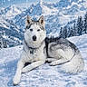 husky, dog, snow, mountain, winter, landscape, animal, canine, outdoor, nature, cold, snowfall, forest, trees, blue_sky, fur, pet, relaxing, scenery, wildlife