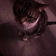 Sky joined the competition — help win amazing prizes! animal, brown, cat, curious, domestic_cat, ears, feline, floor, fur, indoor, looking_up, pet, shadow, sitting, striped, tabby_cat, tail, whiskers, white, wood_floor