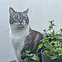 angora, animal, cat, cookware, flower, green, herbal, herbs, jar, kitten, leaf, manx, mint, pet, plant, planter, pot, pottedplant, pottery, vase