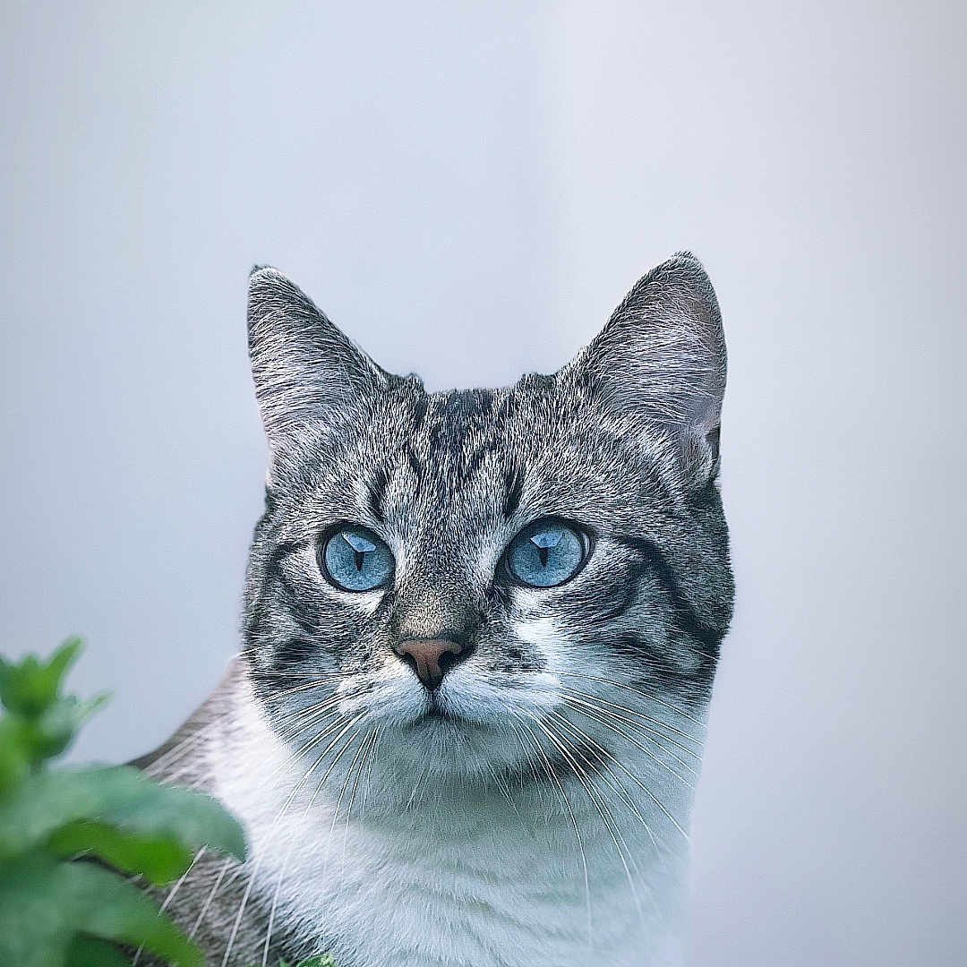 Milo a rejoint le concours — aidez-le/la à gagner de superbes lots ! abyssinian, angora, animal, cat, kitten, leaf, manx, pet, plant, siamese