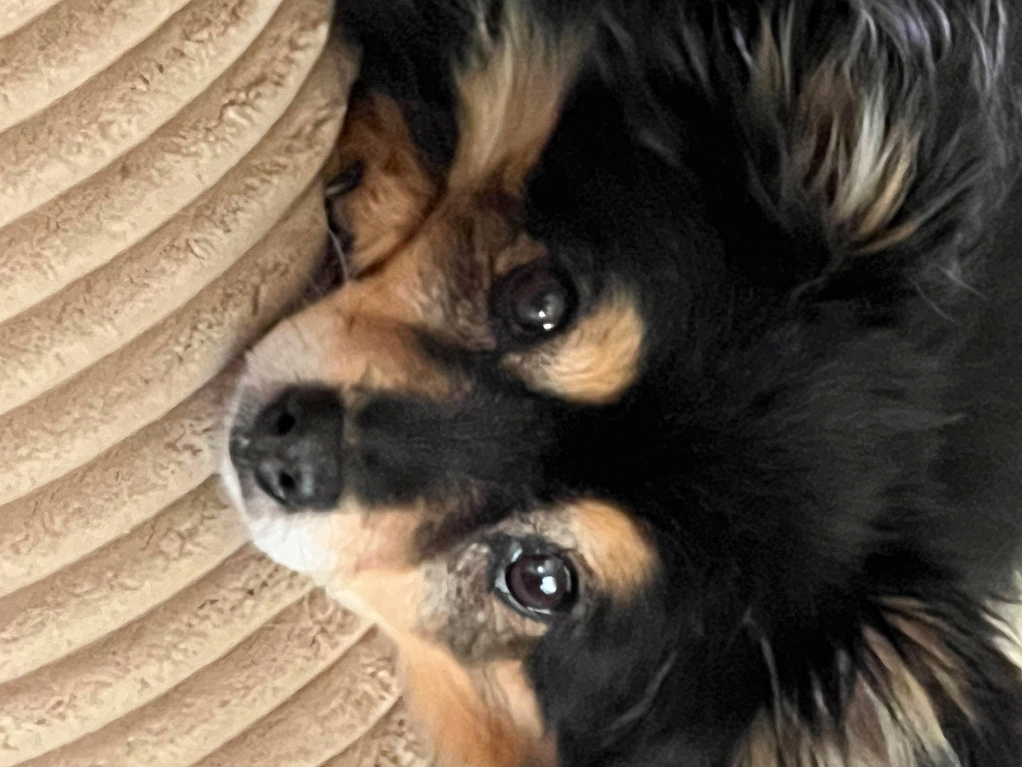 Cloe is registered to the contest to win money with this photo: canidae, carnivore, companion_dog, dog, dog_breed, dog_supply, door, ear, eye, fawn, fur, paw, snout, sporting_group, terrestrial_animal, toy_dog, whiskers, wood, working_animal, working_dog