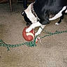 Goatee joined the competition — help win amazing prizes! dog, black_and_white, football, toy, playing, carpet, indoor, pet, collar, rope_toy, action, sport, living_room, furniture, floor, flash_photography, amusing, playful, animal, home
