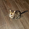 Lexus joined the competition — help win amazing prizes! cat, tabby_cat, wooden_floor, indoor, pet, animal, feline, looking_up, reflection, flash, glowing_eyes, sitting, striped, domestic_cat, fur, whiskers, tail, ears, floor_tiles, house