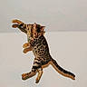 Lexus joined the competition — help win amazing prizes! cat, leaping, spotted, animal, pet, fur, whiskers, tail, paws, jumping, motion, shadow, indoor, playful, alert, mammal, background, energetic, young, feline